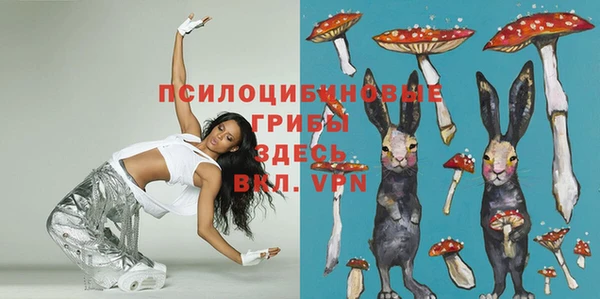 крисы Корсаков